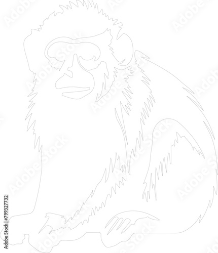 macaque outline