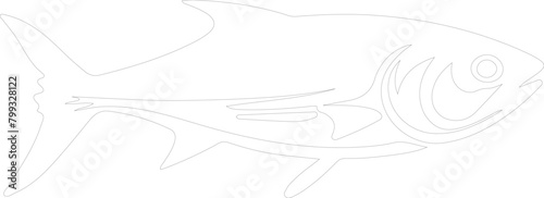 mackerel outline