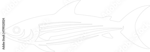 mackerel outline