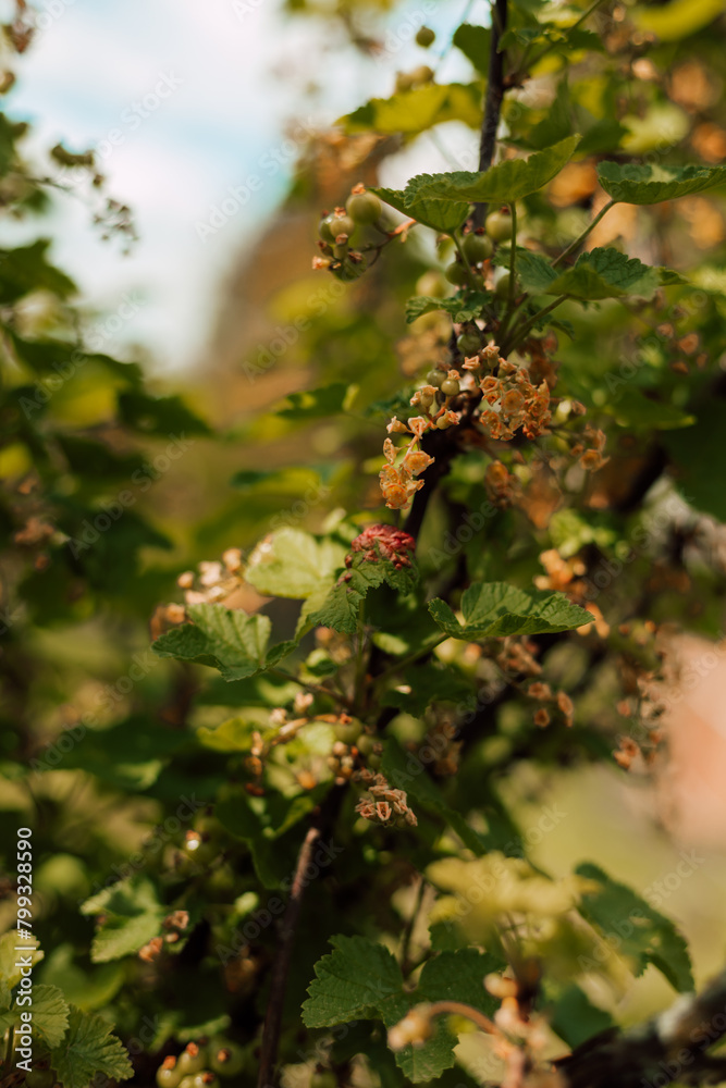 Currant bush in spring. Small green currant berries on a bush in the garden Currant bush in spring. Small green currant berries on a bush in the garden
