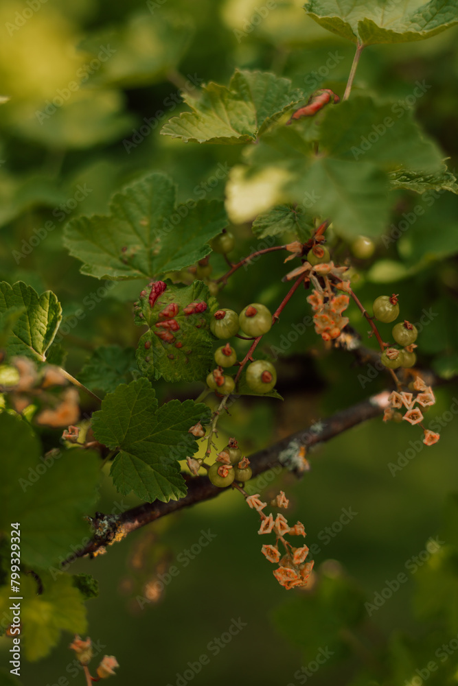 Currant bush in spring. Small green currant berries on a bush in the garden Currant bush in spring. Small green currant berries on a bush in the garden