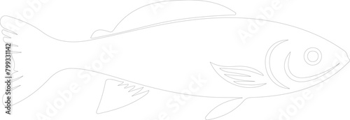 minnow outline