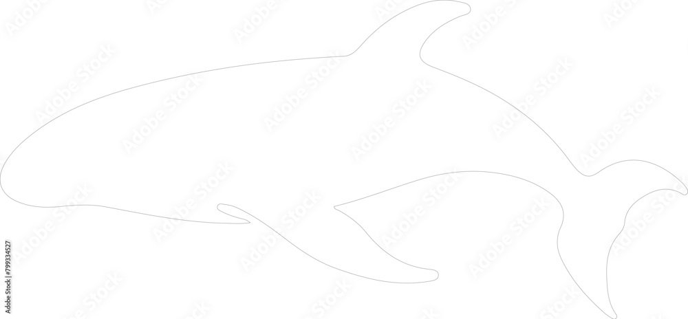 Fototapeta premium northern right whale outline
