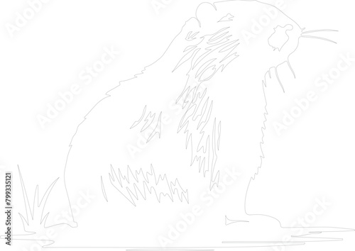 nutria outline