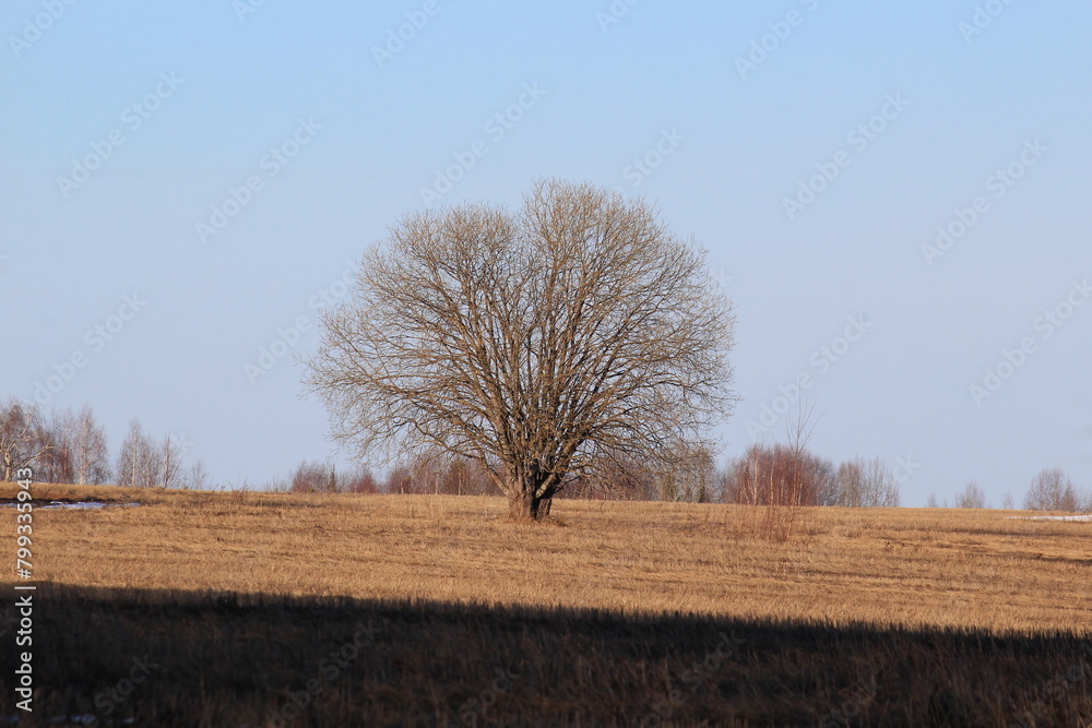 Lonely tree on a thawed field in mid-April Lonely tree on a thawed field in mid-April