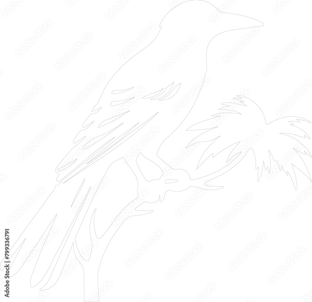 oropendola outline