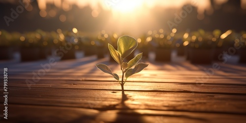 Close up of a seedling growing out of a wooden dance floor with dancers far off in the background and a beautiful sunrise shining scene