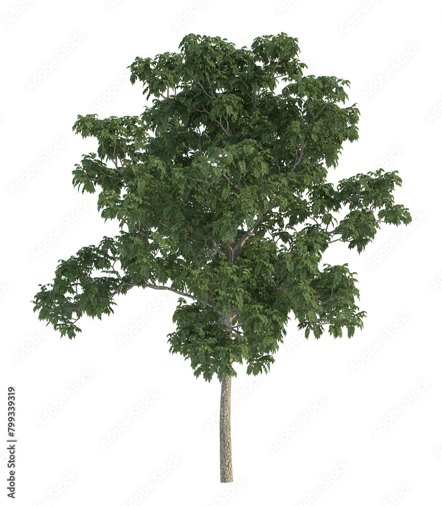 Fototapeta premium Isolated single tree on a transparent background. Green Forest Tree
