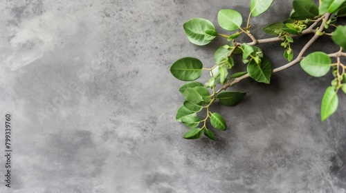 Green plant branches on a textured gray background