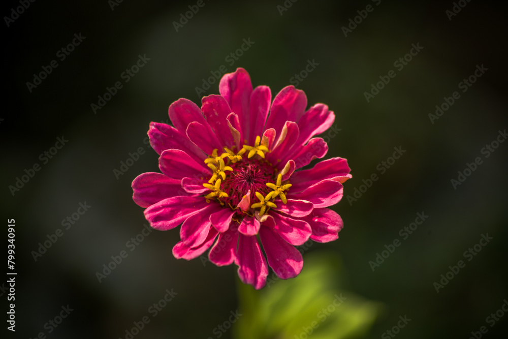 Fototapeta premium red dahlia flower