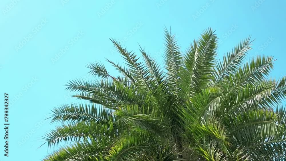 Towering, waving palm tree against a clear sky, symbolizing tropical travel and ecotourism, offers a peaceful backdrop for vacationers seeking relaxation amidst natural settings Towering, waving palm tree against a clear sky, symbolizing tropical travel and ecotourism, offers a peaceful backdrop for vacationers seeking relaxation amidst natural settings