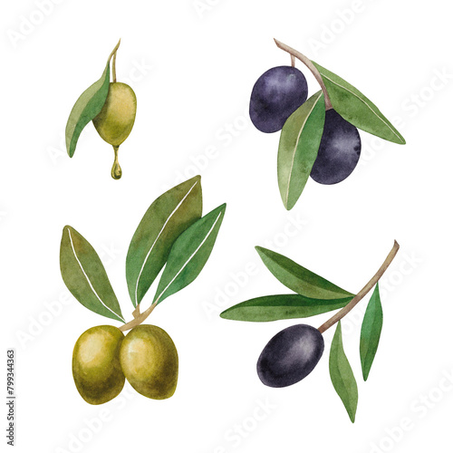 Watercolor green and black olives isolated on white background. Botanical hand drawn illustration