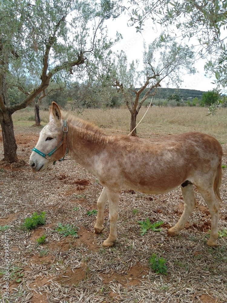 Obraz premium Spanish Horse Mule in Olive Grove