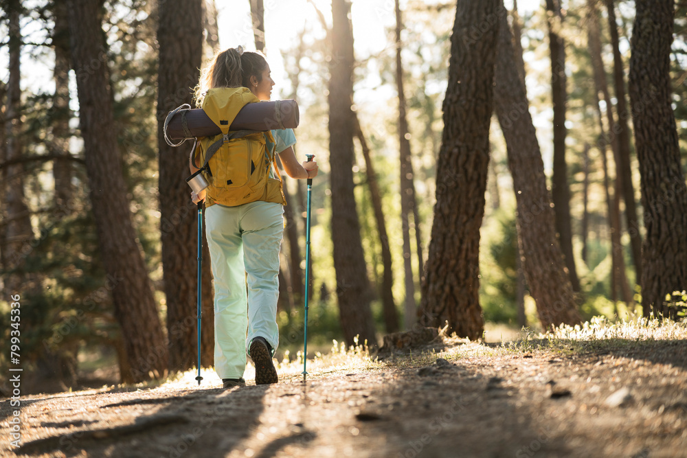Fototapeta premium Solo Female Hiker Trekking in Sunlit Pine Forest