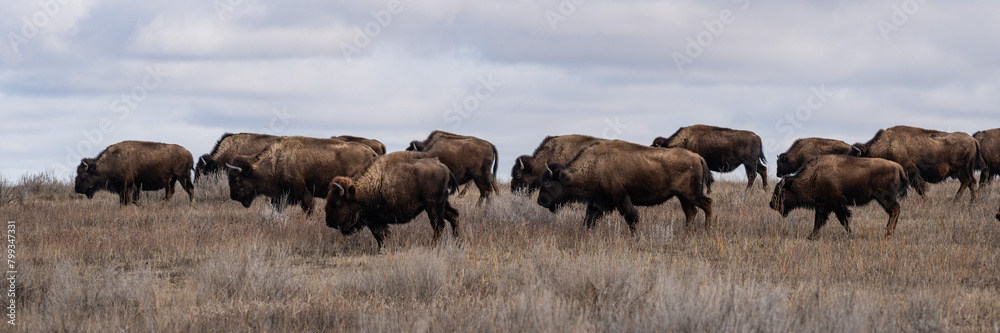 Panorama of a herd of American Bison grazing on the prairie of Theodore Roosevelt National Park in spring 