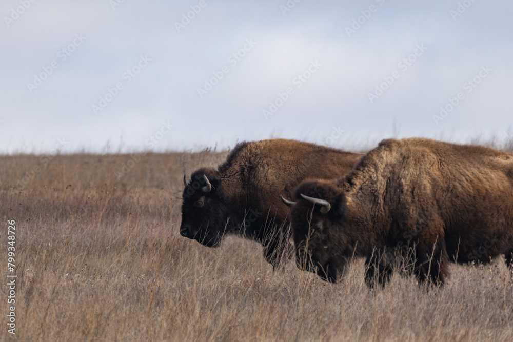 Two Adult American Bison on the Prairies of Theodore Roosevelt National Park in Spring 