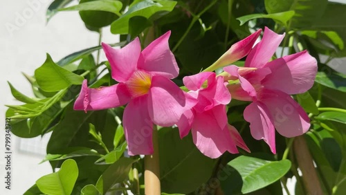 Dipladenia mandevilla pink flowers blossom. photo