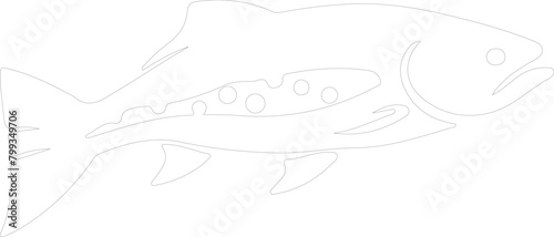 salmon outline
