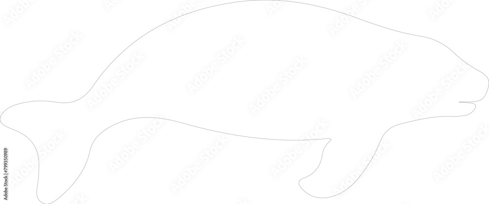 Fototapeta premium sea cow outline