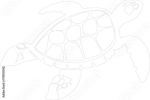 sea turtle outline