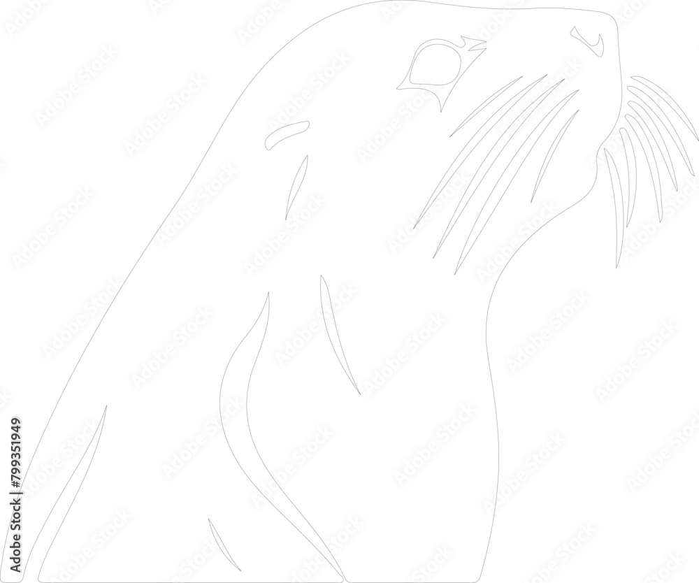 sealion outline