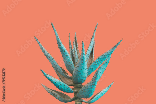 Aloe Succulent Plant in Blue Tone Color on Pinkish Orange Background, Creative Colorful Summer Concept