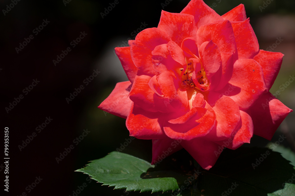 A rose flower with red petals. Red rose. A rose flower with red petals. Red rose.