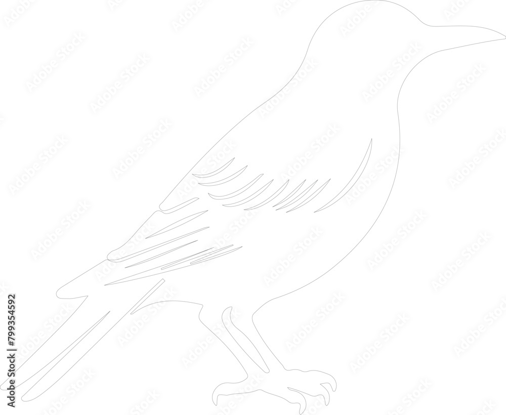 starling outline starling outline