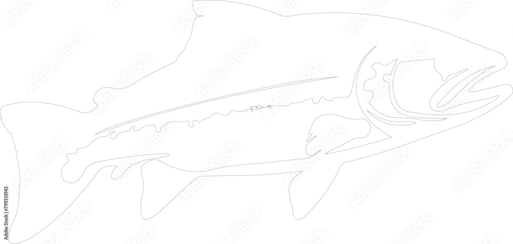 Fototapeta premium trout outline