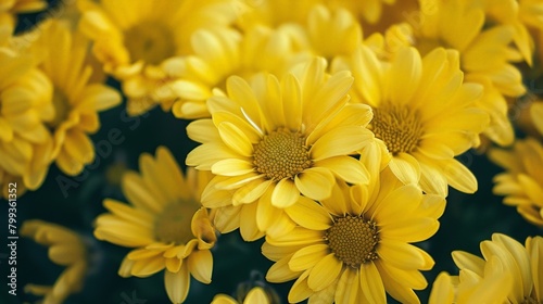 Yellow flowers blooming in a green field