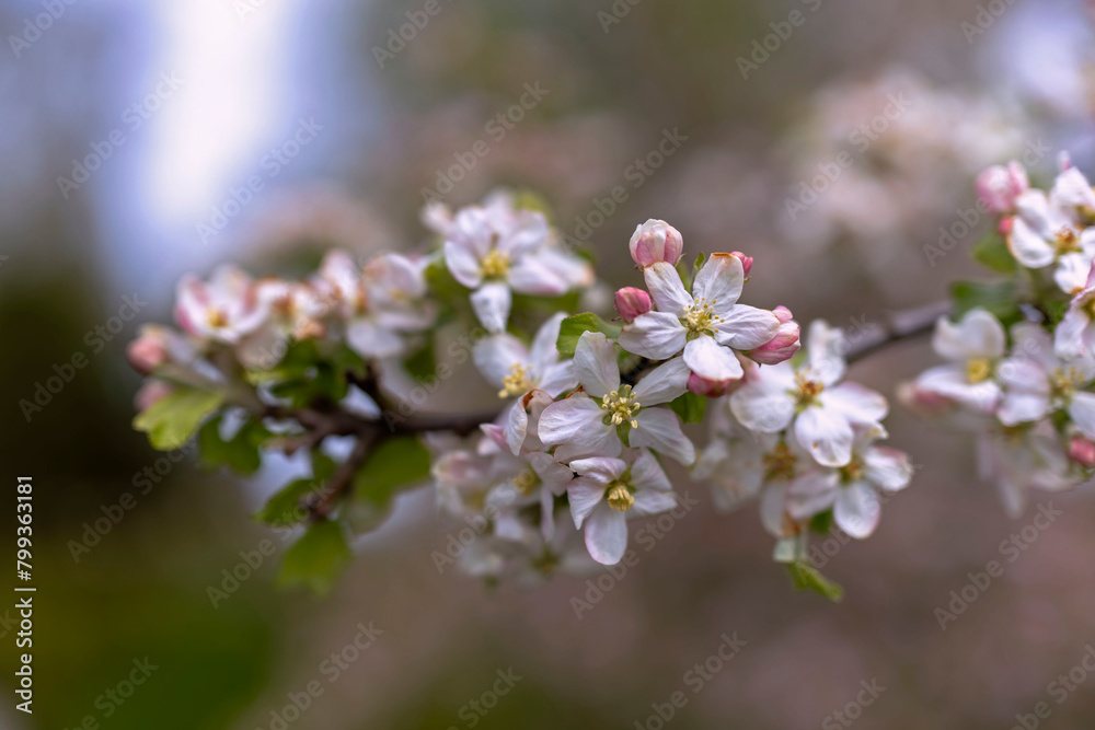 Apfelblüte Apfelblüte