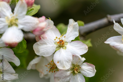 Apfelblüte photo