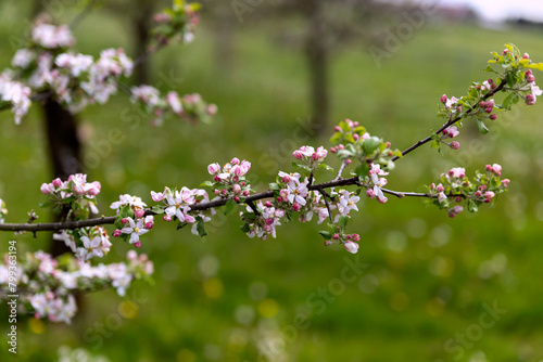 Apfelblüte photo
