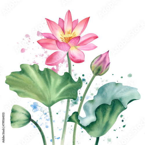 Watercolor pink lotuses on a white background. Water lilies are hand painted. A composition with a lotus. A template for the design of postcards, invitations, and fabrics.