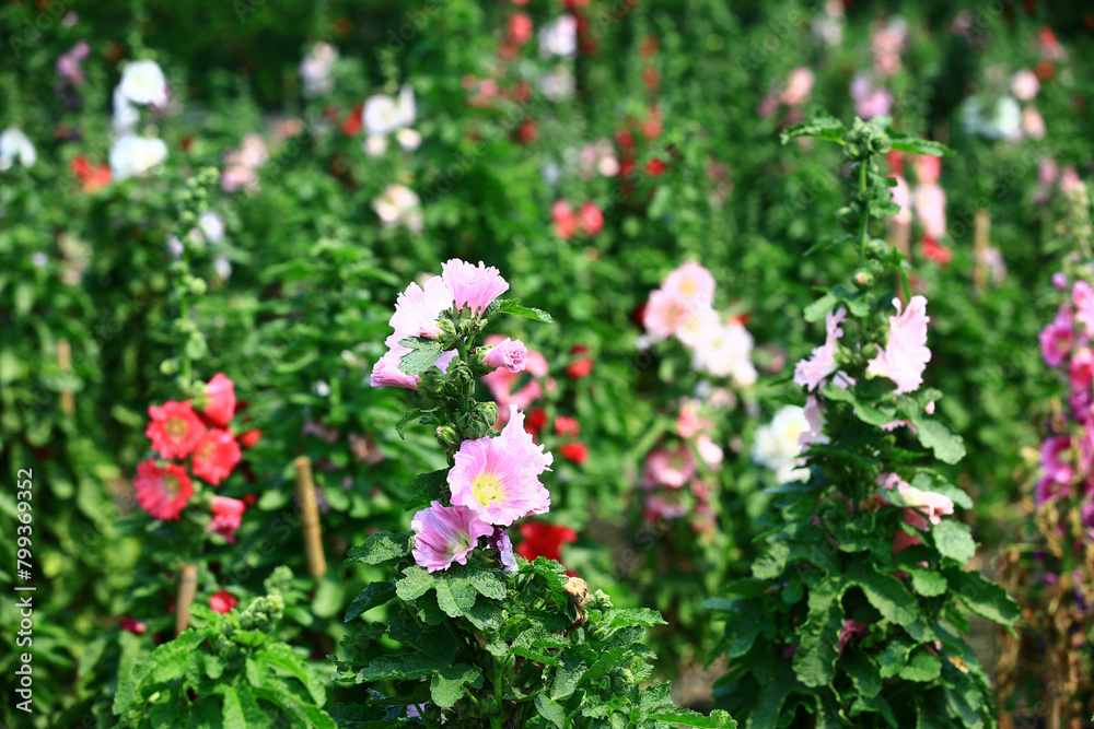blooming red and pink Hollyhock or Alcea rosea flowers growing in the garden
blooming red and pink Hollyhock or Alcea rosea flowers growing in the garden