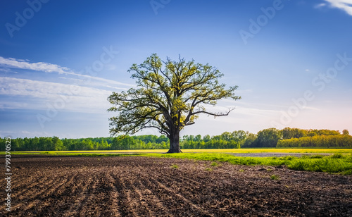 View of freshly plowed agricultural field with large oak tree at its edge and blue sky with wispy clouds in background in spring