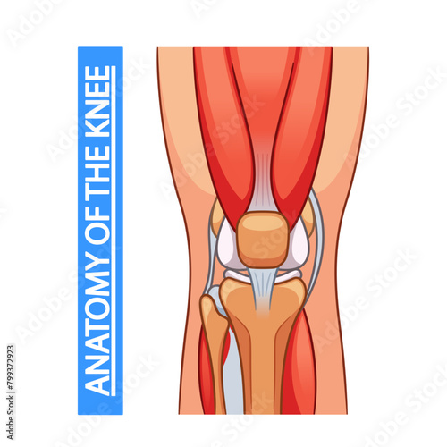 Medical Poster Illustrates Knee Joint Anatomy. Vector Image Depicting Ligaments, Tendons, And Cartilage, For Education