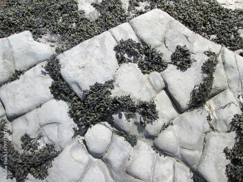 seaweed left on grey rock formations  at low tide on the beach at Kilve in Somerset