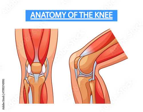 Medical Vector Infographics Detailing The Anatomy Of The Knee Joint, Showcasing Bones, Ligaments, Cartilage, And Muscles