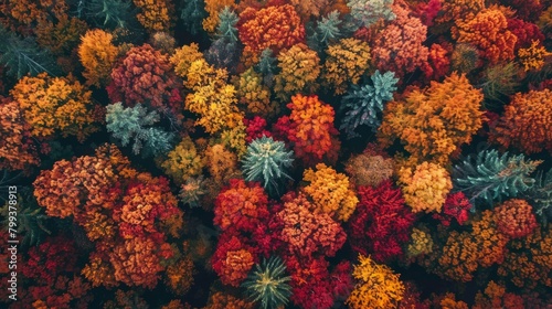 Autumn Canopy from Above: A Spectacular Aerial Forest View