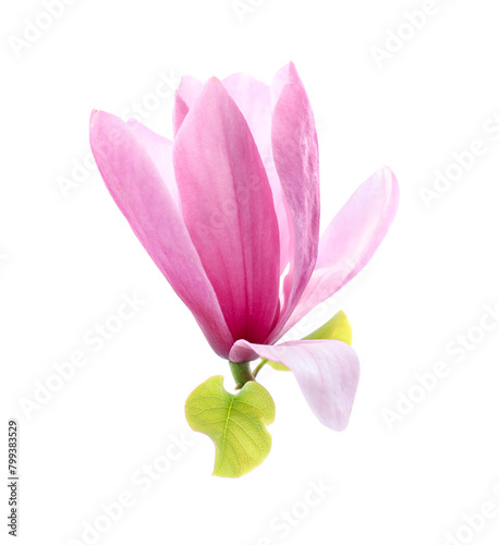 Beautiful pink magnolia flower isolated on white