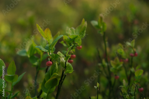 wild berry in the green forest, spring season