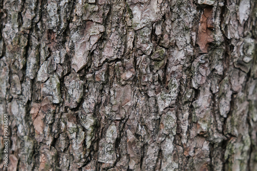 the texture of the tree bark