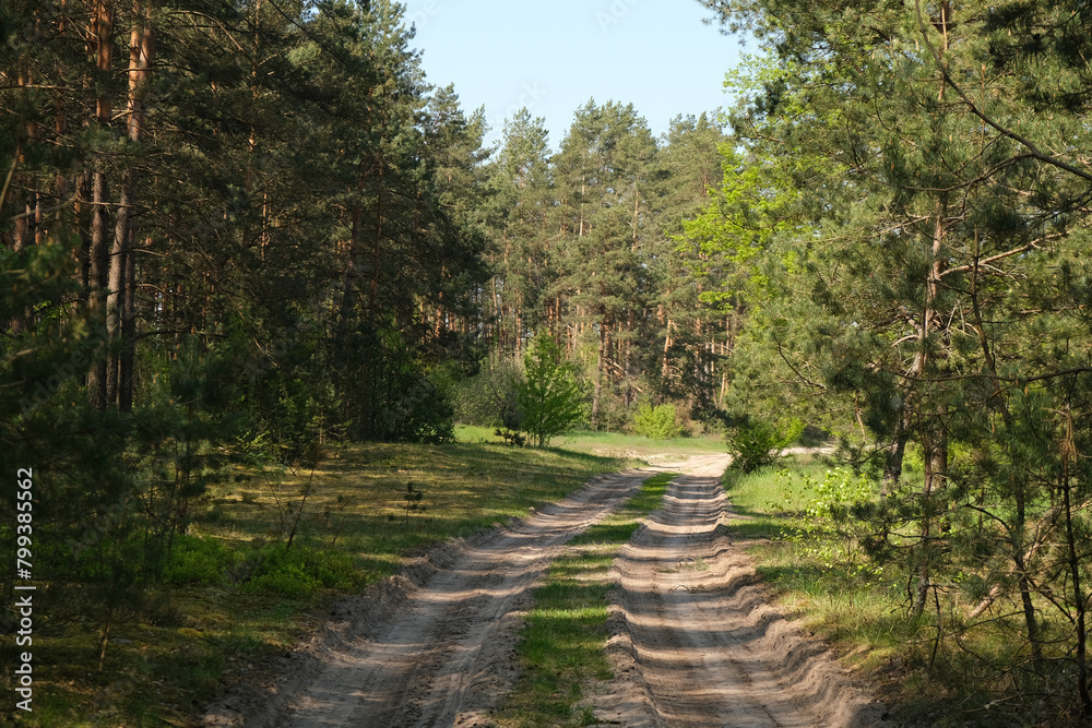 the road leading to the green forest.