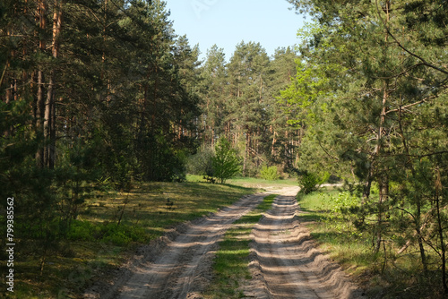 the road leading to the green forest.