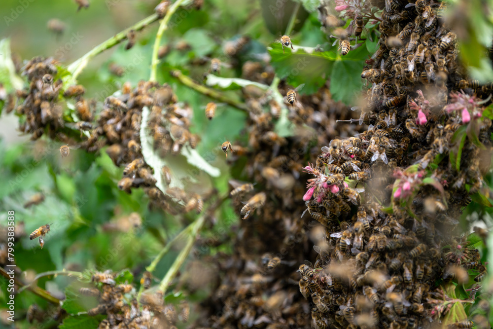 Swarm of Bees Swarm of Bees
