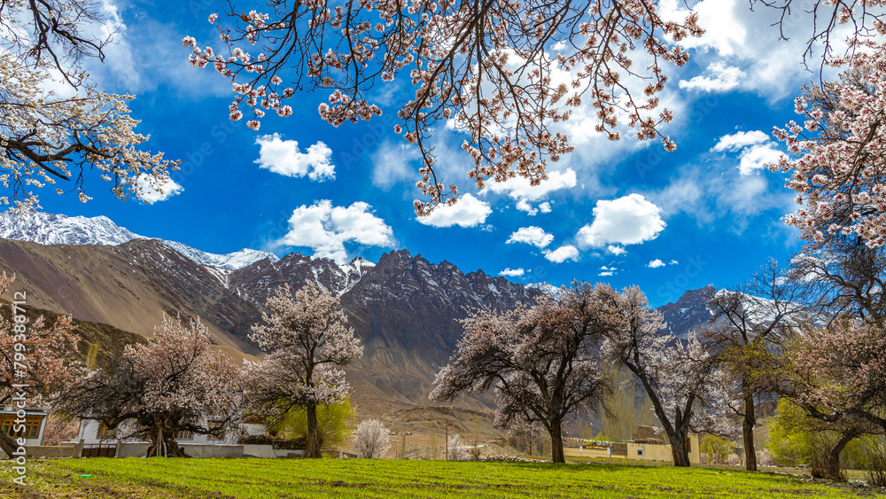 A beautiful landscape with a[ricot trees having flower bloom, blue sky, clouds and mountains in the background A beautiful landscape with a[ricot trees having flower bloom, blue sky, clouds and mountains in the background