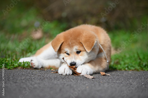 Cute Red Akita Inu puppy lying on a grass