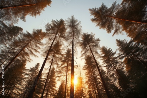 Looking up at the tall trees in the forest