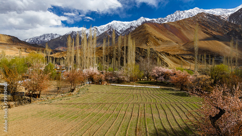 A panoramic view of green fields surrounded with blooming apricot trees and snowclad mountains photo